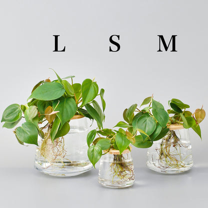 オキシカルディウム（観葉植物の水耕栽培）