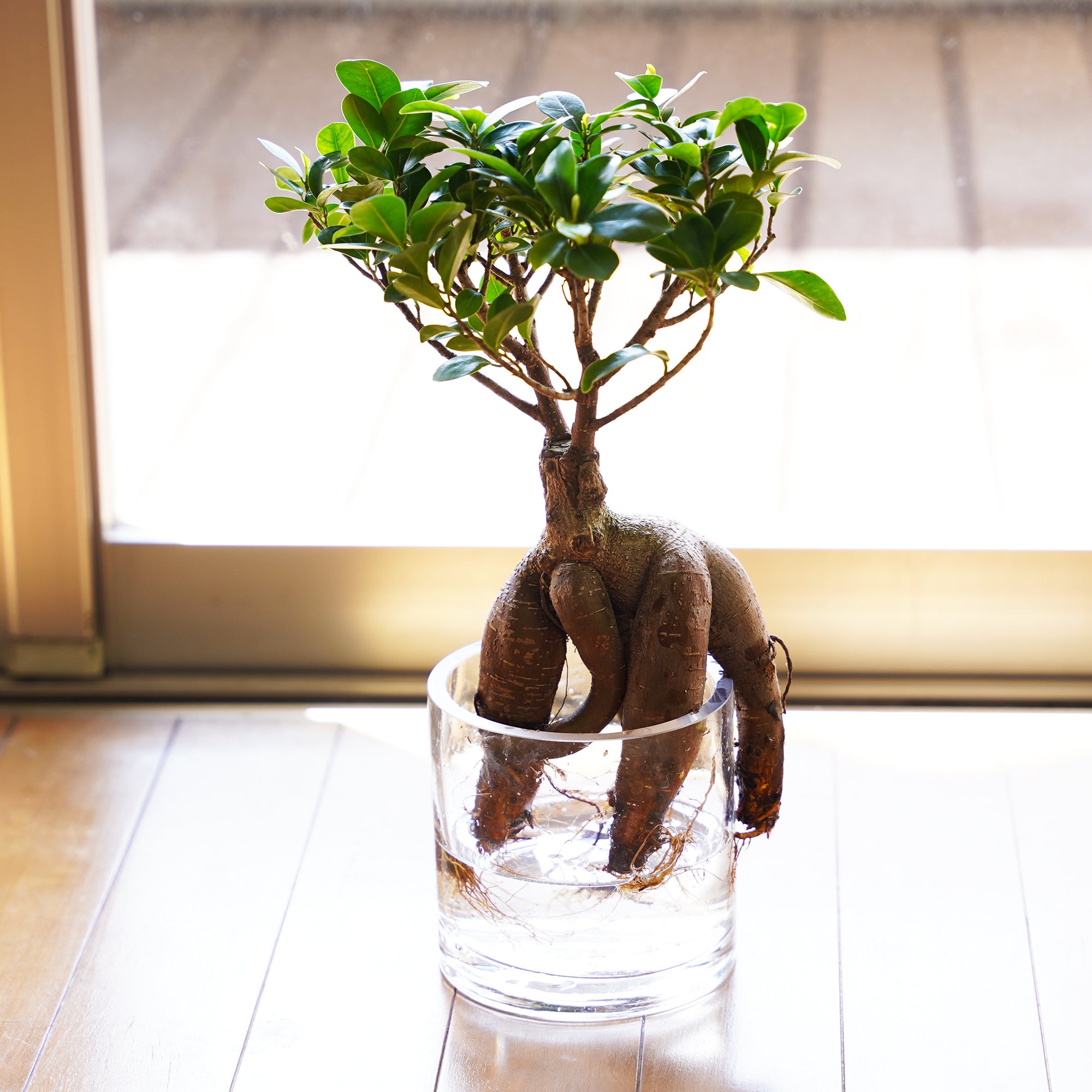 ガジュマル ガジュマル｜水耕栽培の観葉植物 – WOOTANG 水耕栽培の観葉植物