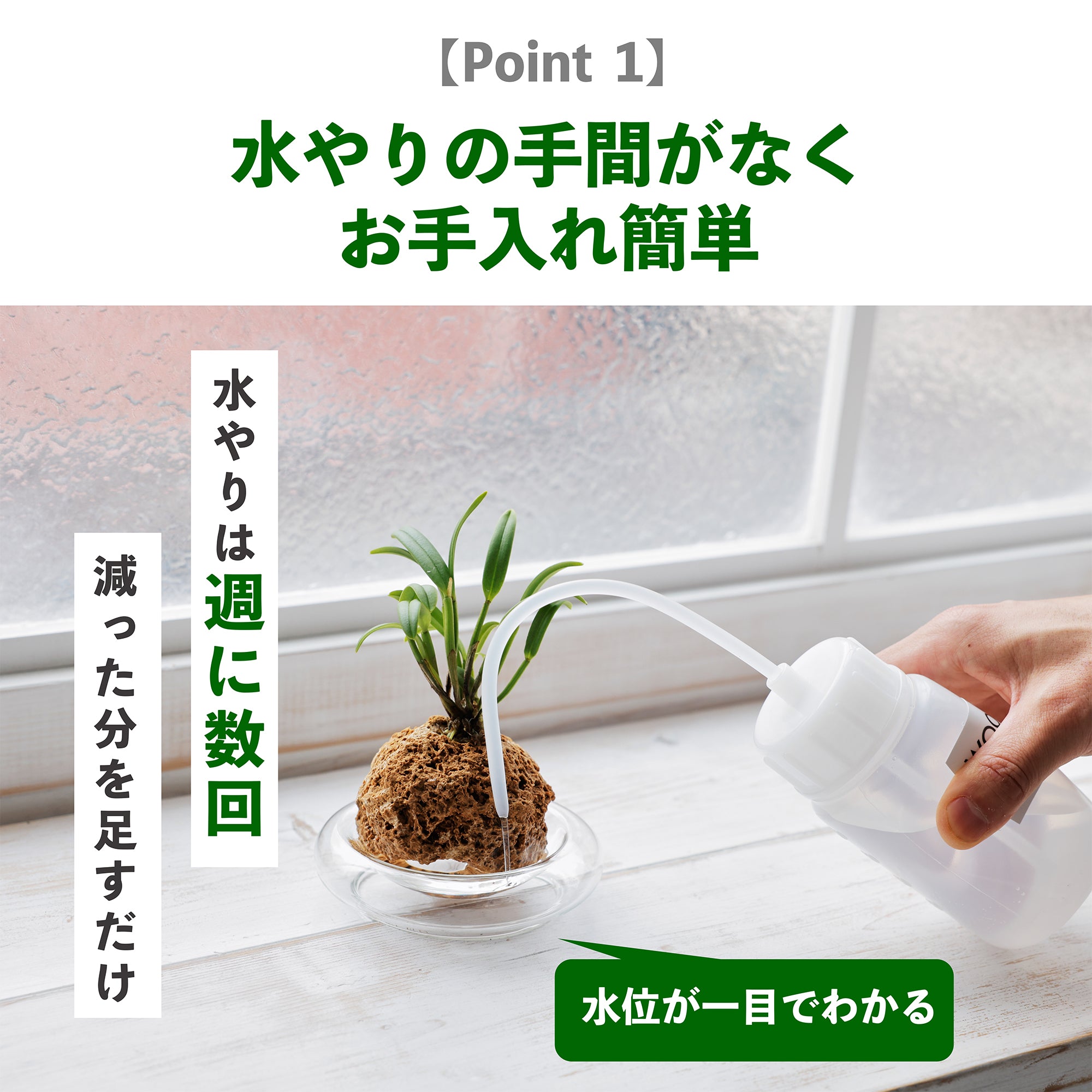 セラトスティリス フィリピネンシス｜水耕栽培のラン – WOOTANG 水耕