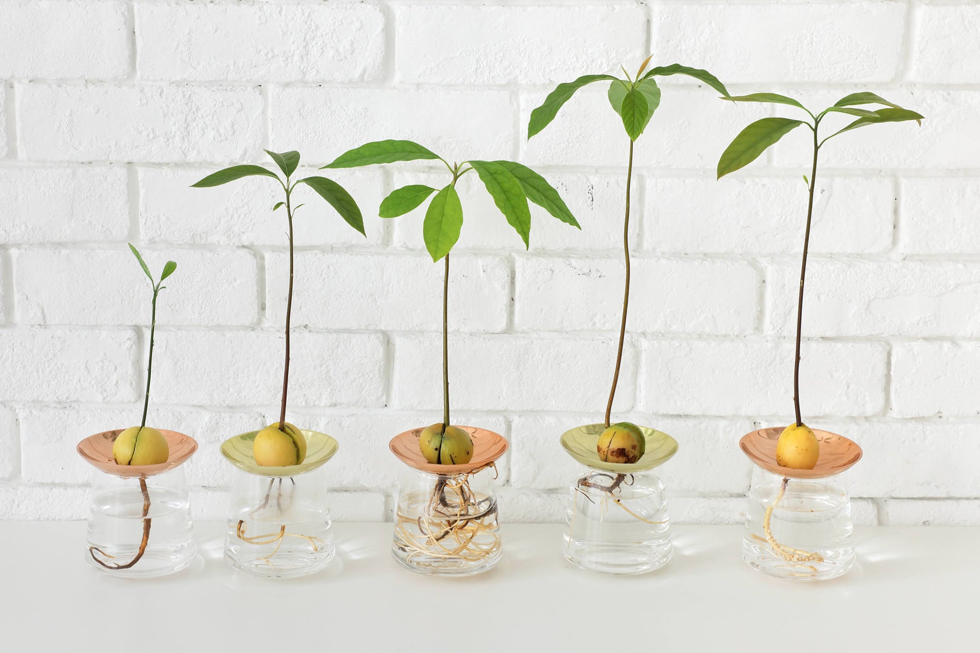 アボカドの種の水耕栽培