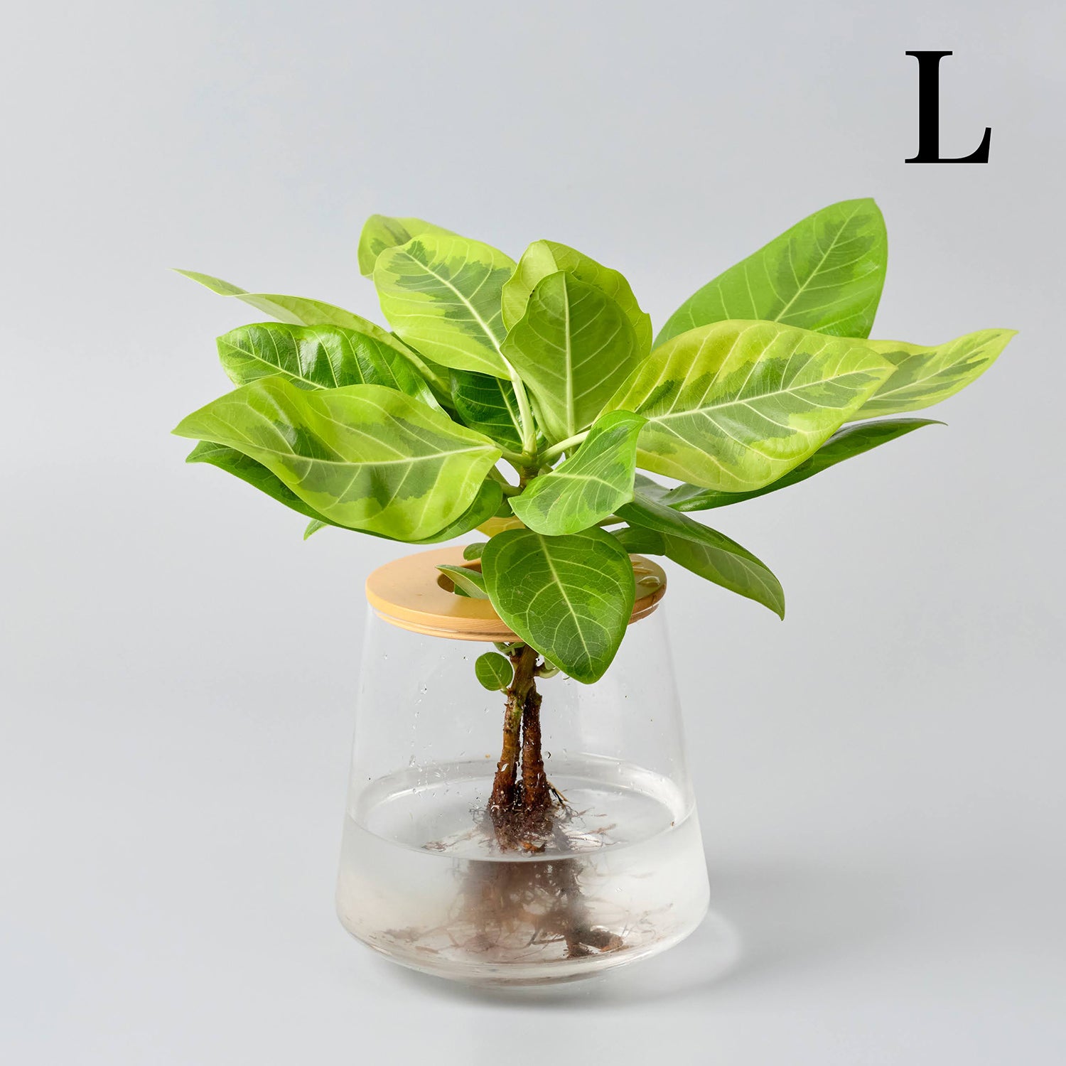 フィカス アルテシマ – 観葉植物・水耕栽培の通販 WOOTANG