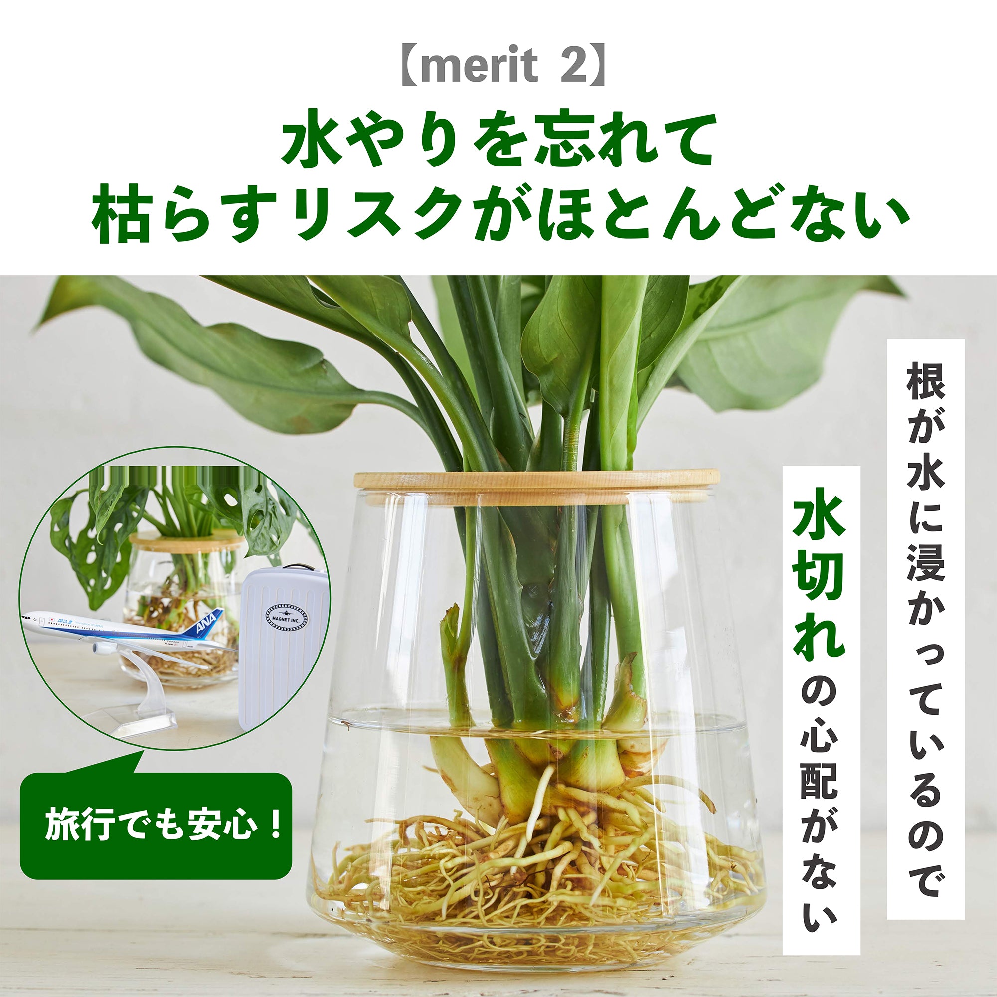WOOTANGの水耕栽培の観葉植物のメリット