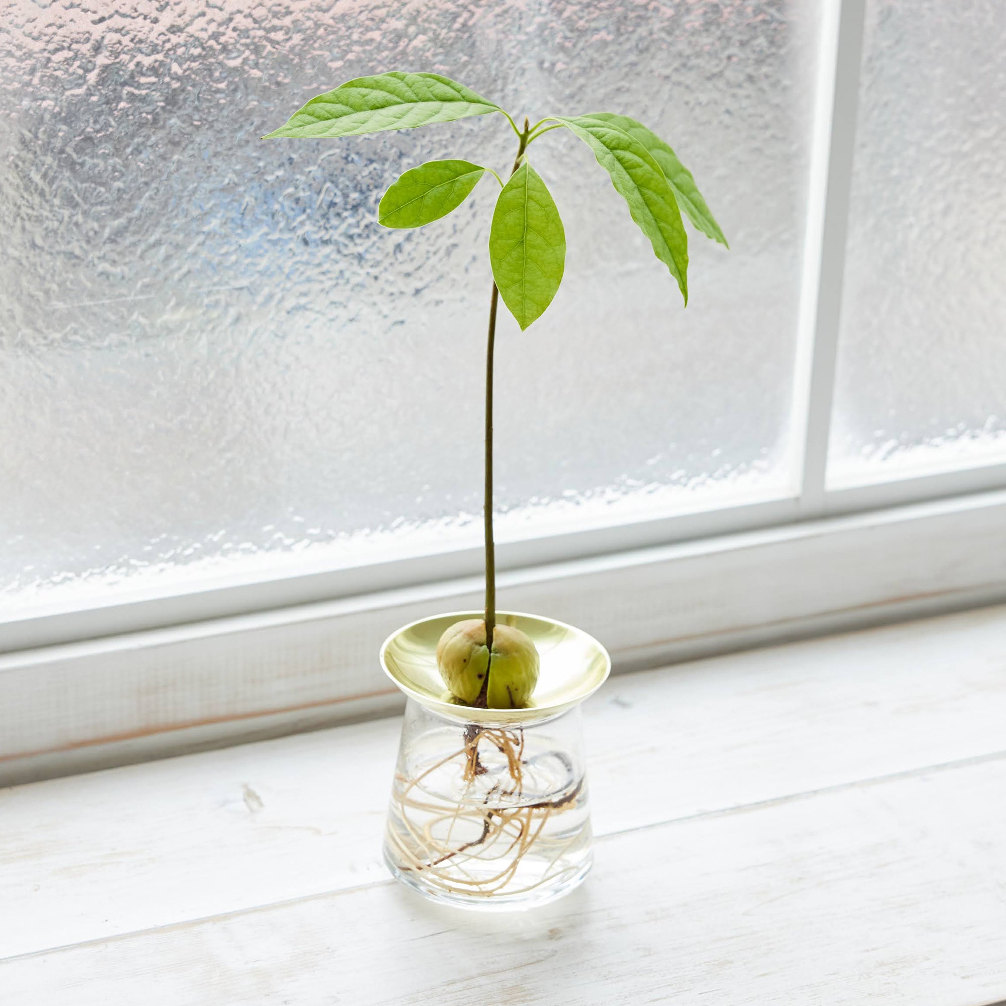 観葉植物　アボカド　200センチ AVOCARD POT /アボカドポット | フレックスギャラリー