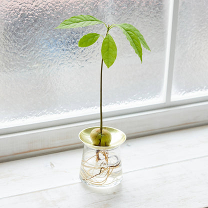 アボカドの種の水耕栽培