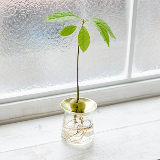 アボカドの種の水耕栽培