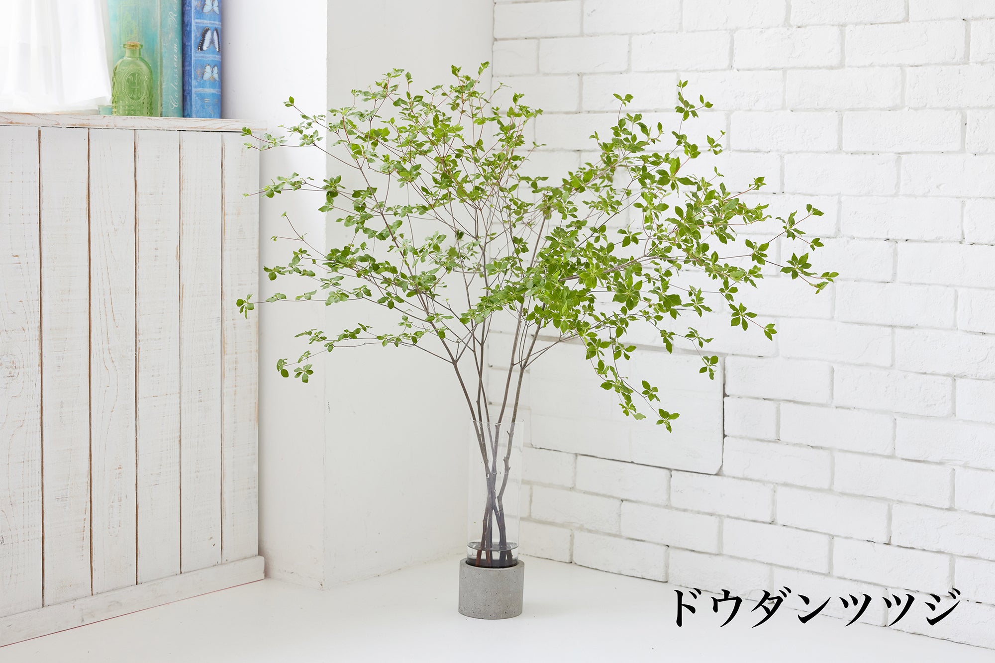 ドウダンツツジの枝もの