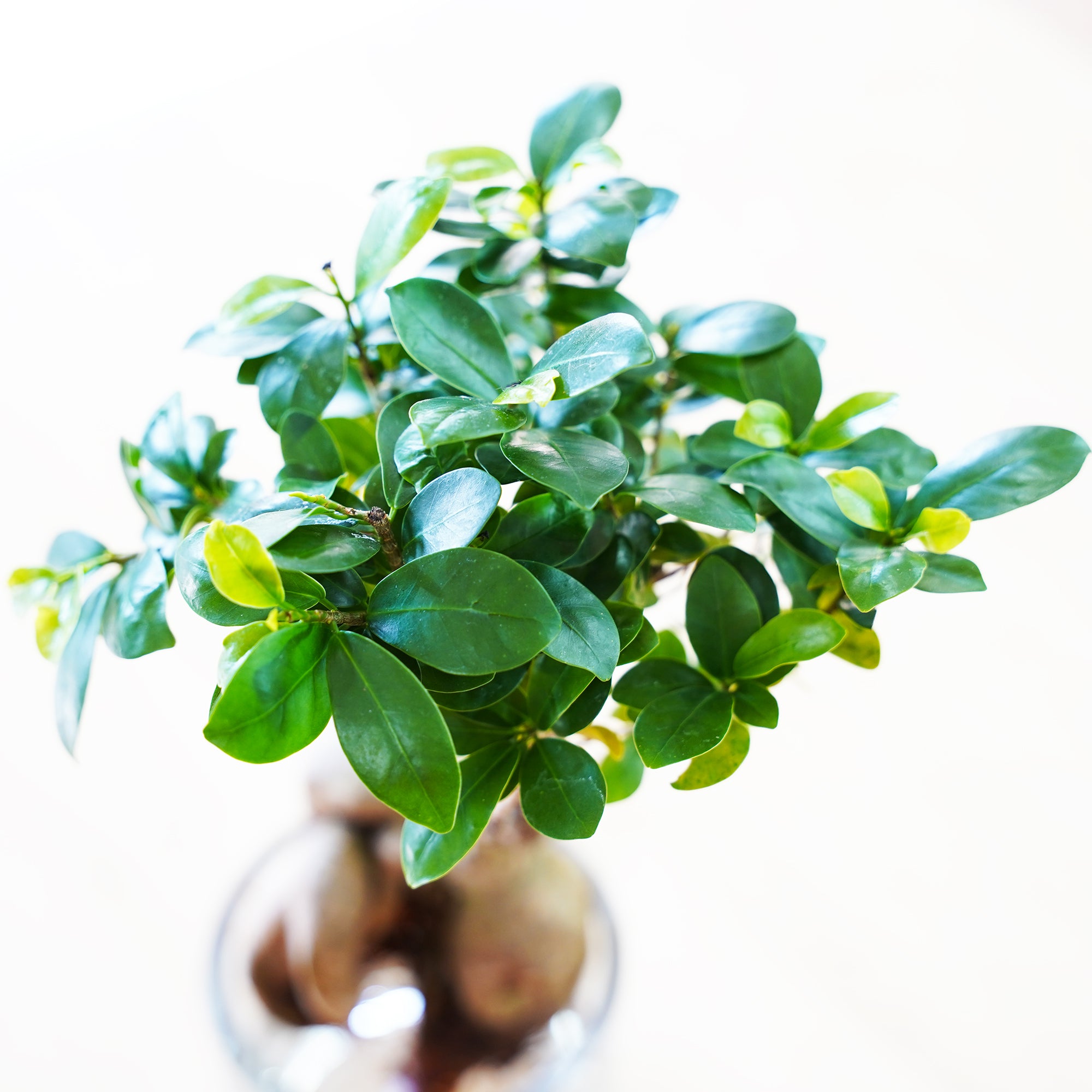 ガジュマル｜水耕栽培の観葉植物 – WOOTANG 水耕栽培の観葉植物