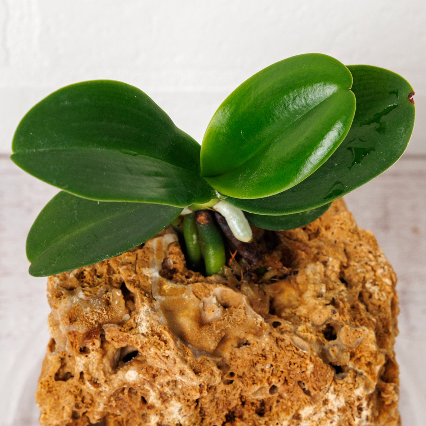 名護蘭（ナゴラン）