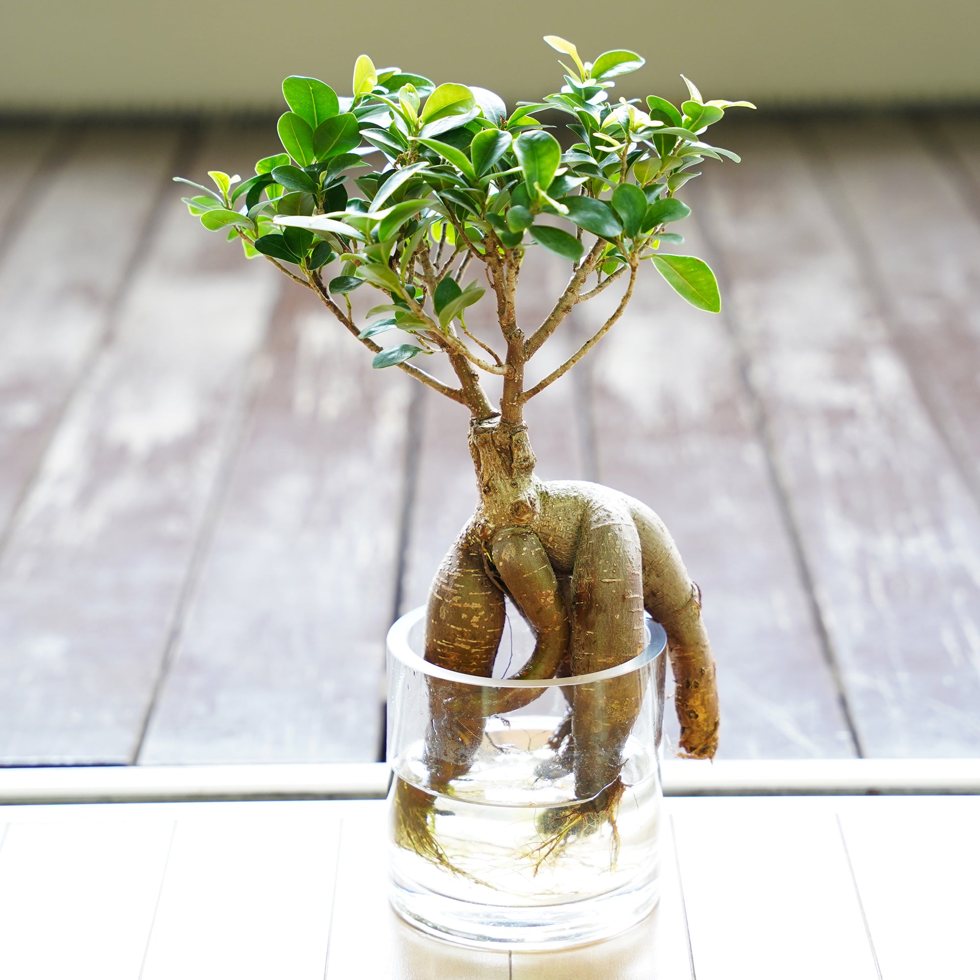 ガジュマル｜水耕栽培の観葉植物 – WOOTANG 水耕栽培の観葉植物