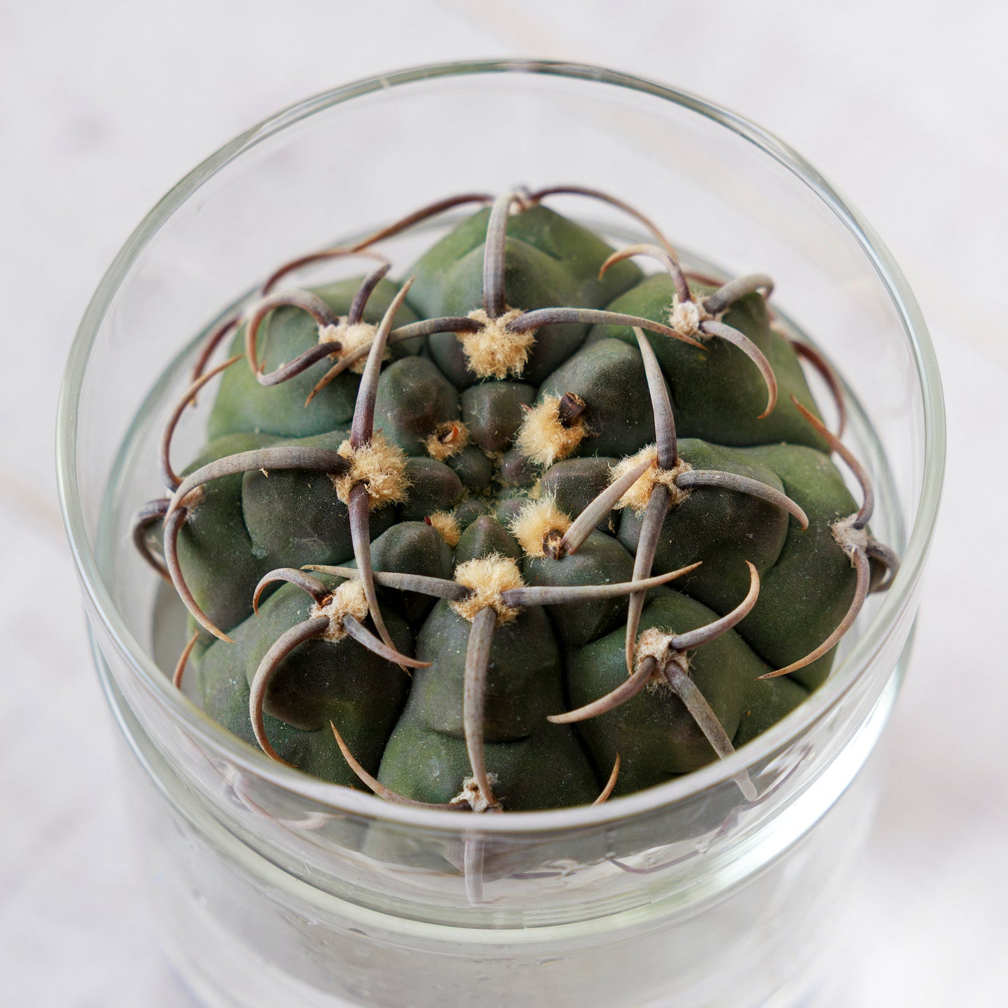 ギムノカリキウム バッテリー