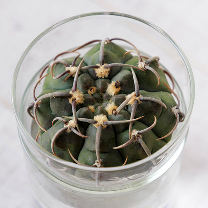 ギムノカリキウム バッテリー