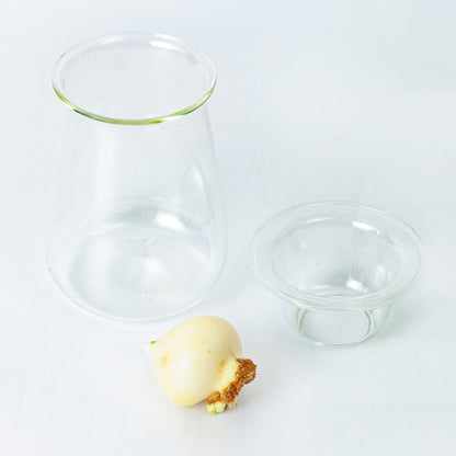 球根Vase（チューリップ球根付き）