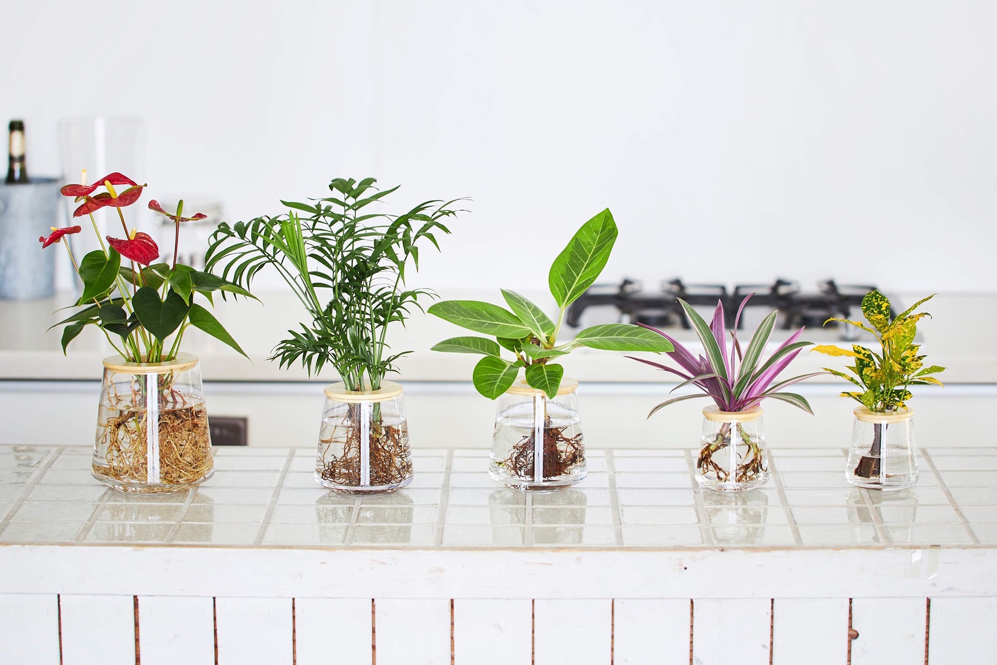 キッチンに飾ってあるWOOTANGの水耕栽培の観葉植物