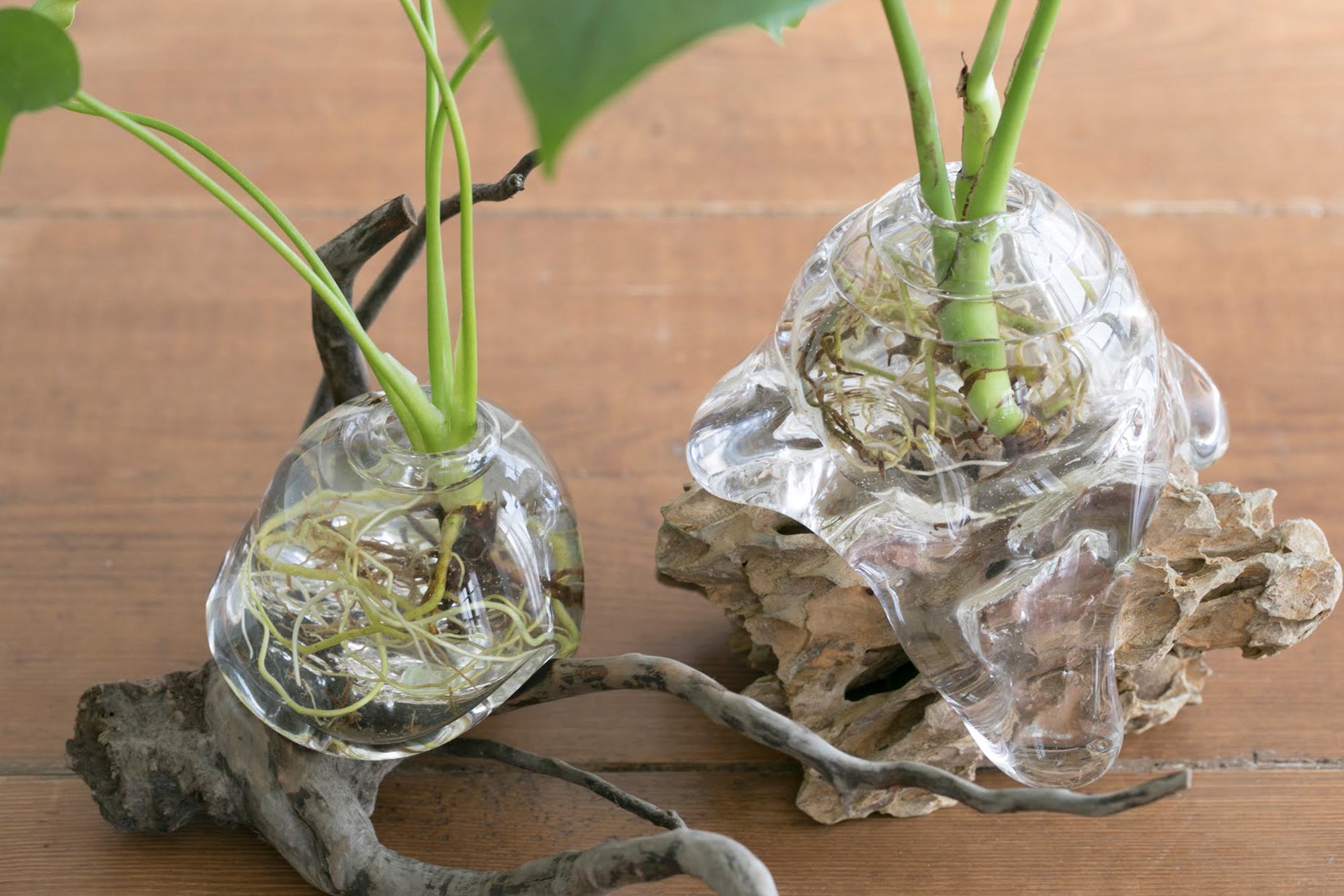 オリジナル植物Vase（石-9）｜観葉植物の水耕栽培 – WOOTANG 水耕栽培