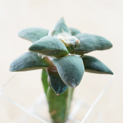 アリオカルプス 花牡丹