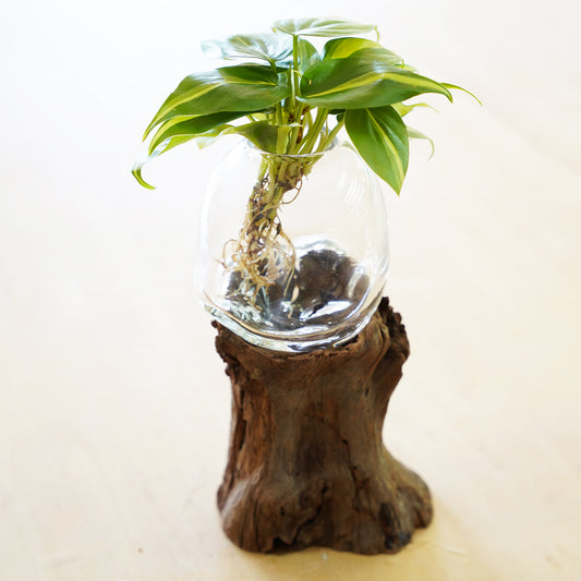 オリジナル植物Vase（流木-2）
