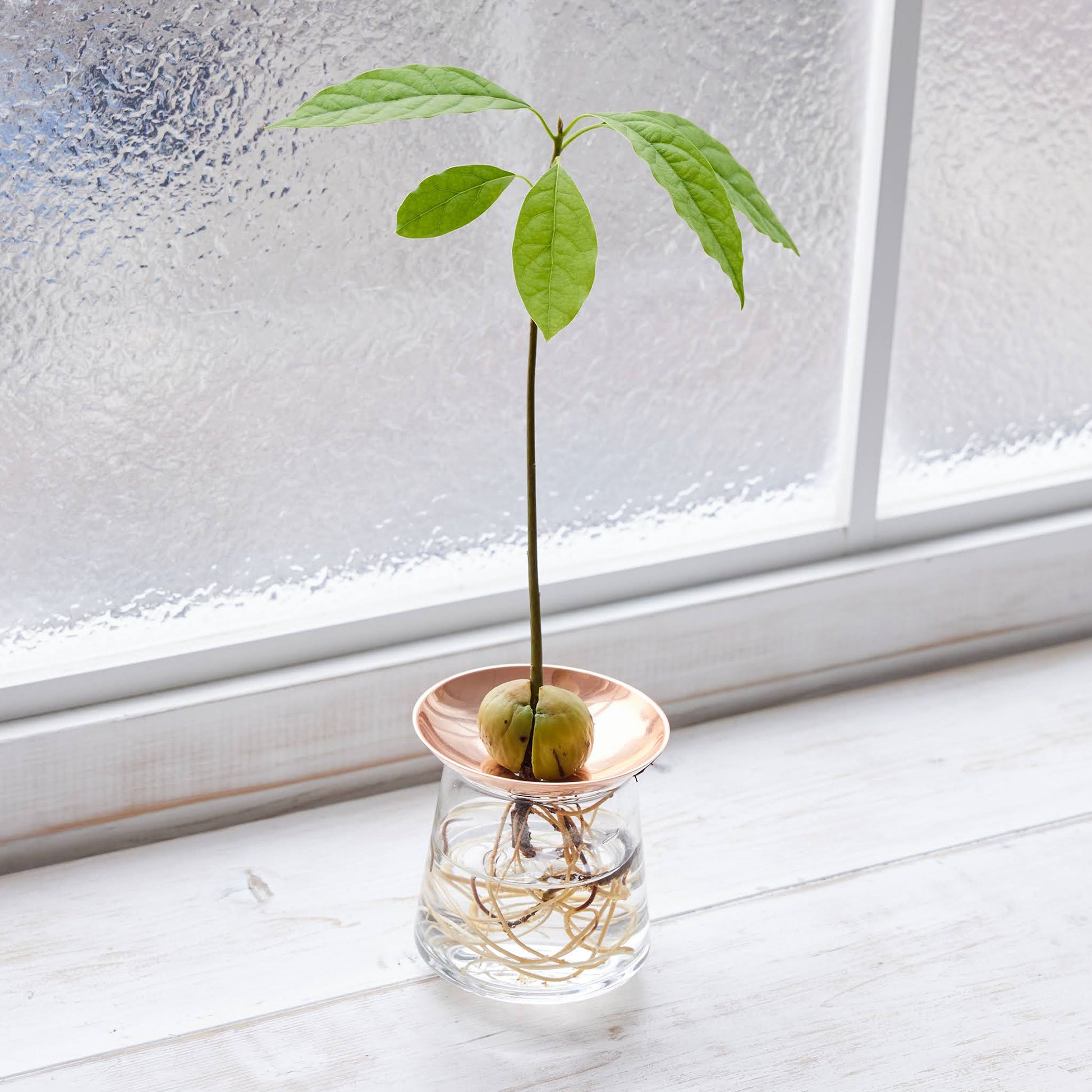 アボカドの種の水耕栽培