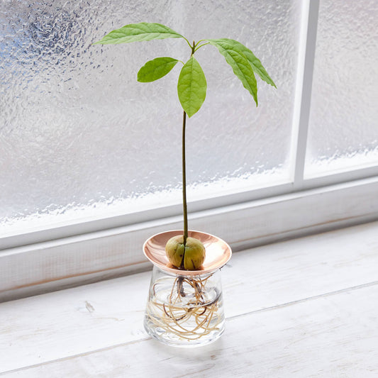 アボカドの種の水耕栽培